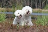 BICHON FRISE 388